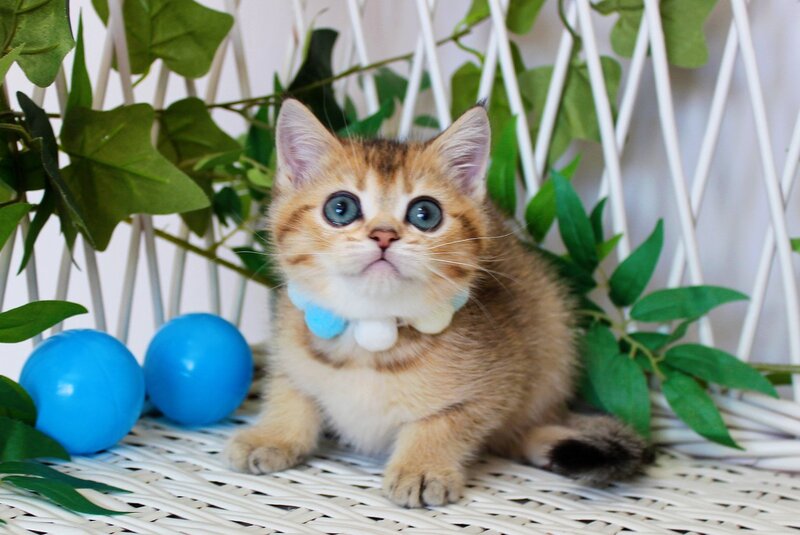 Impuls British Shorthair male, black golden ticked tabby