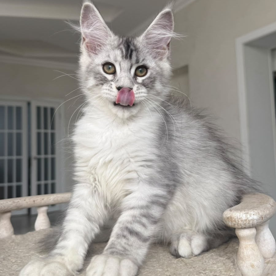 Pegasus Maine Coon male, black silver tabby