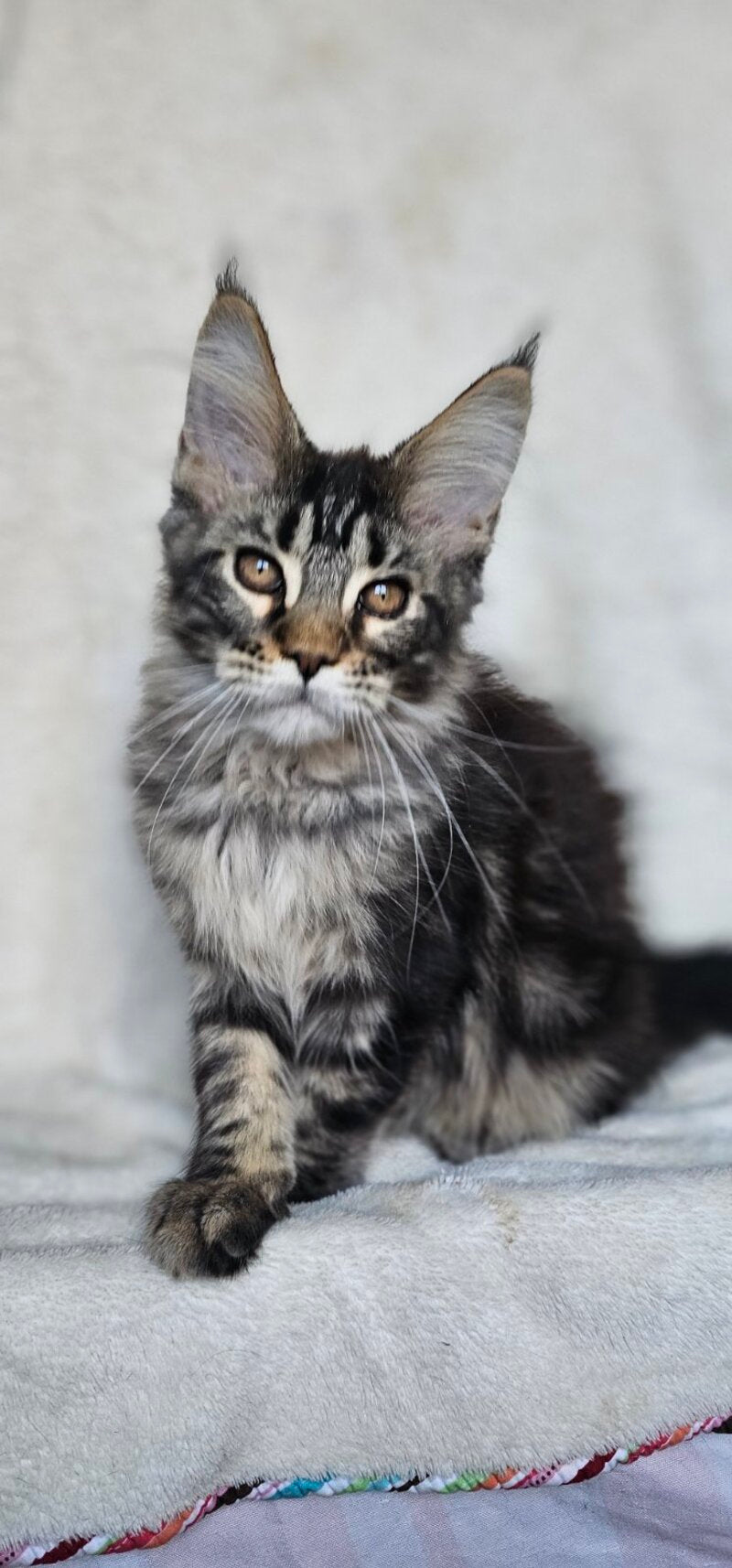 Paprika Maine Coon female black tabby live animals