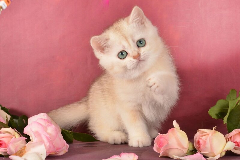 Olivka Scottish Straight female, chocolate tortie silver shaded