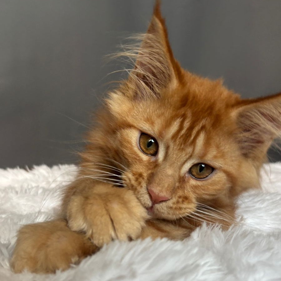 Irvin Maine Coon male, red