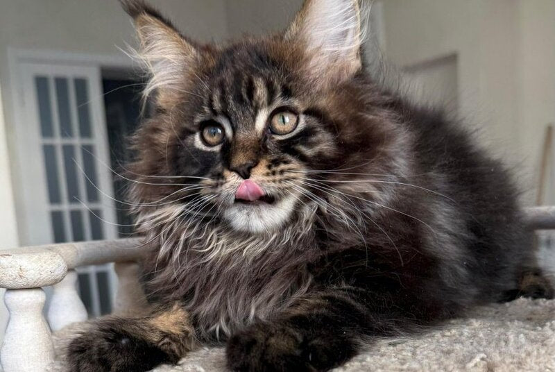 Unicum Maine Coon male, black tabby