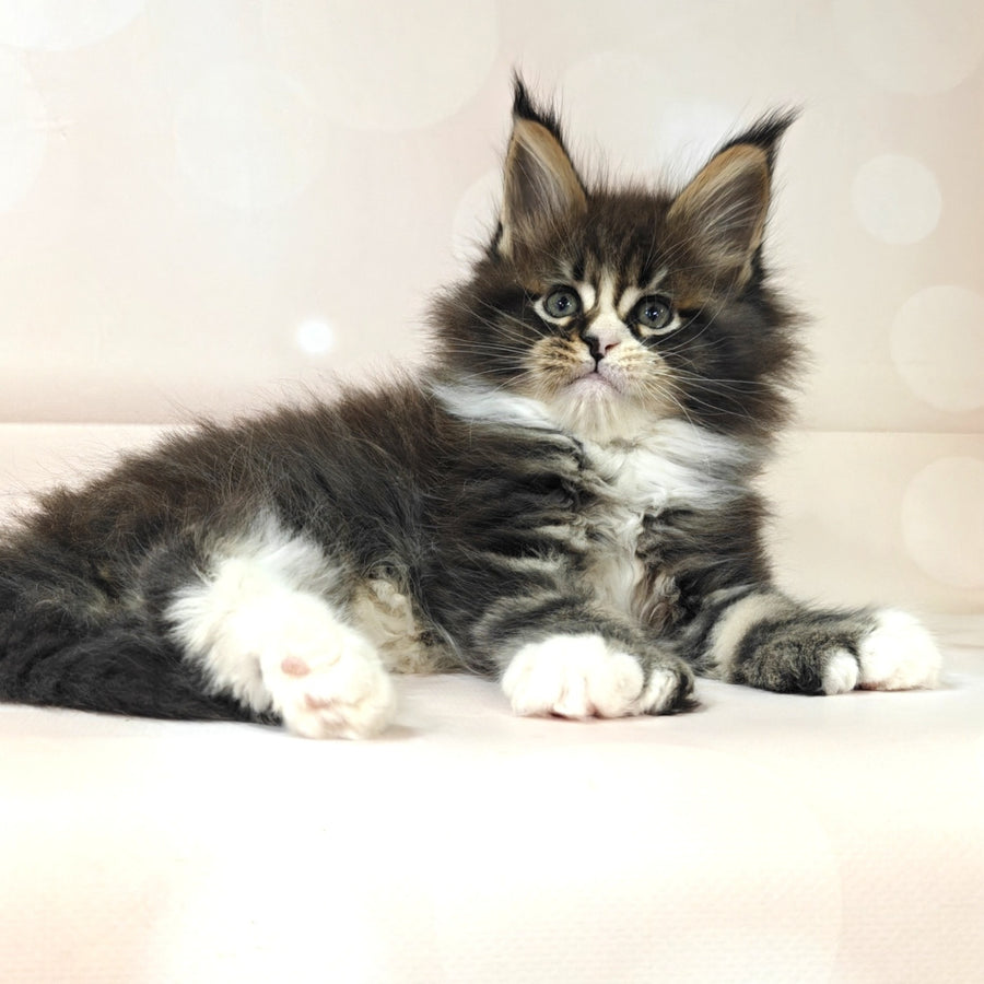Cosmos Maine Coon polydactyl 6x6x6x6 male, black tabby with white
