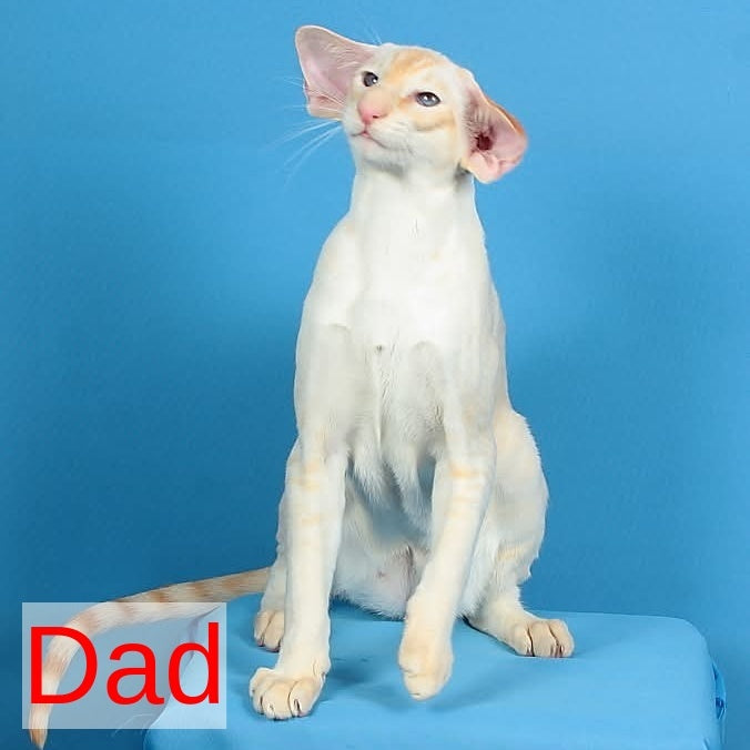 Wookie-Woo Oriental Shorthair male, white