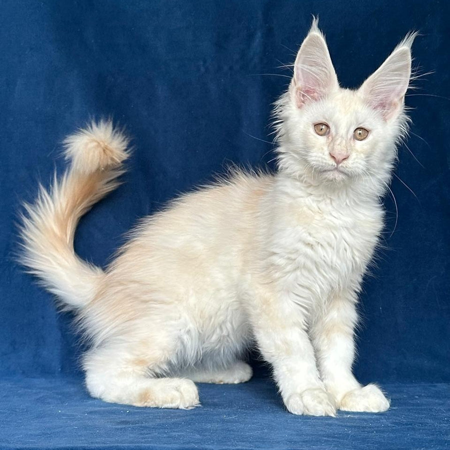 Large Sam Maine Coon male, red silver shaded