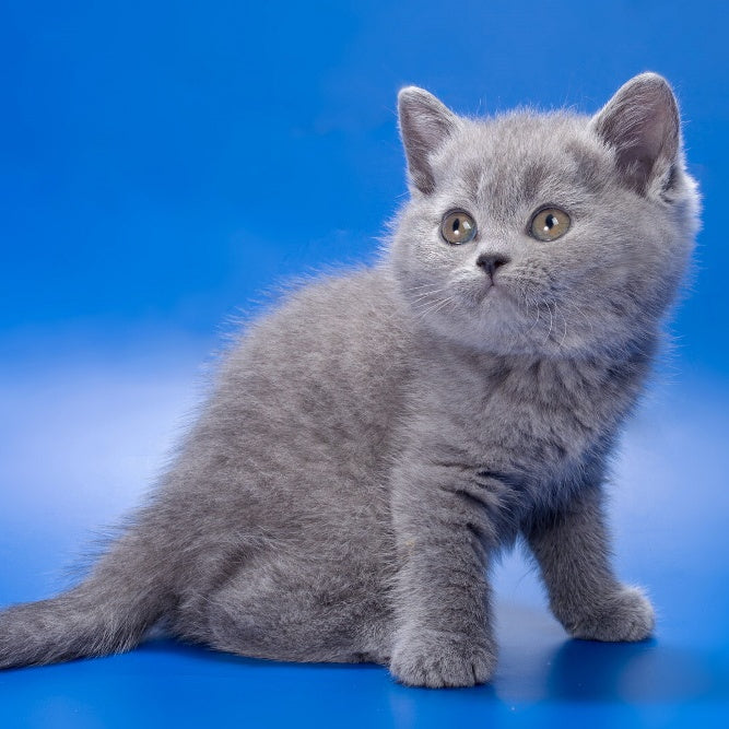 Rose British Shorthair female, blue