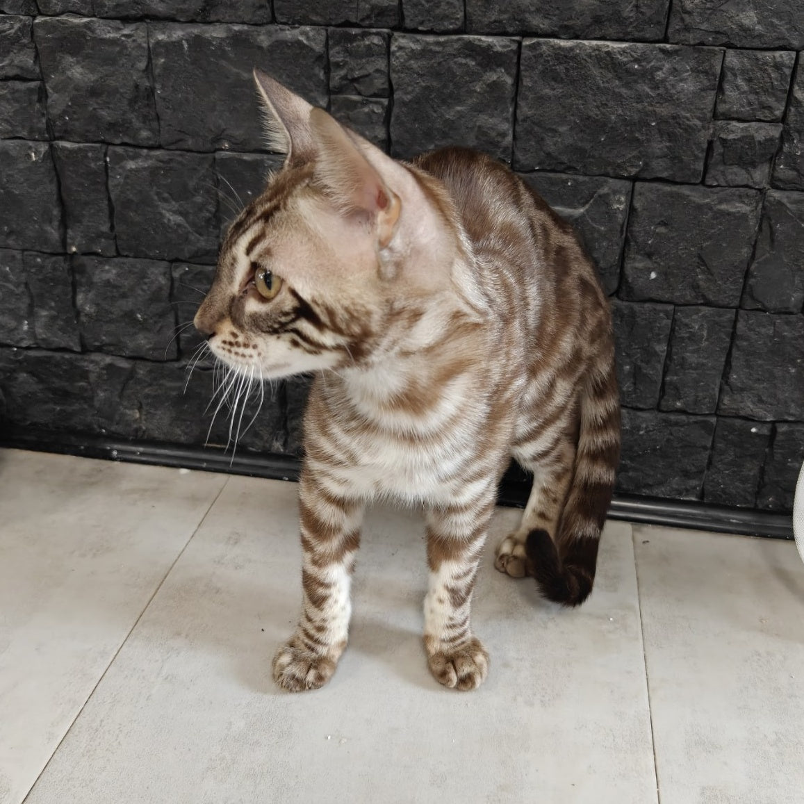 Jason Bengal male, black amber spotted tabby pointed