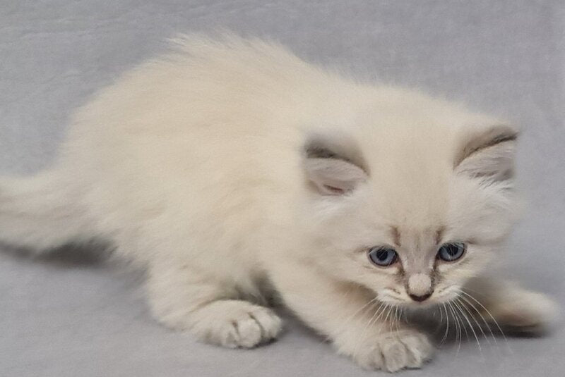 Angel Siberian male blue tabby pointed - live animals