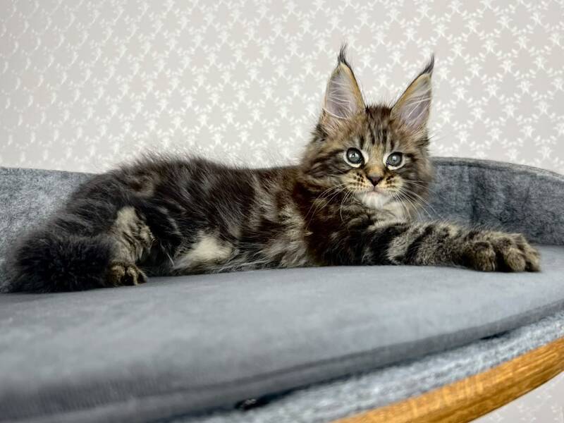 Pathos Maine Coon male, black tabby