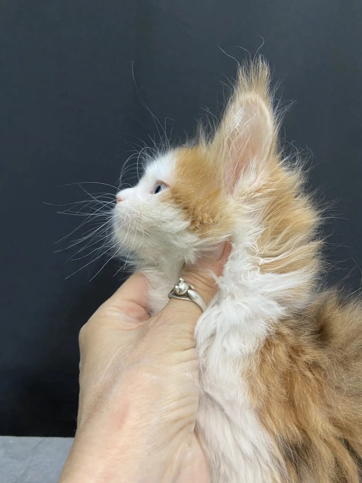 Rita Maine Coon female, black tortie bicolour