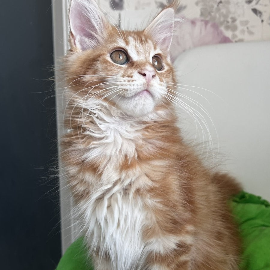 Sparky Maine Coon male, red tabby