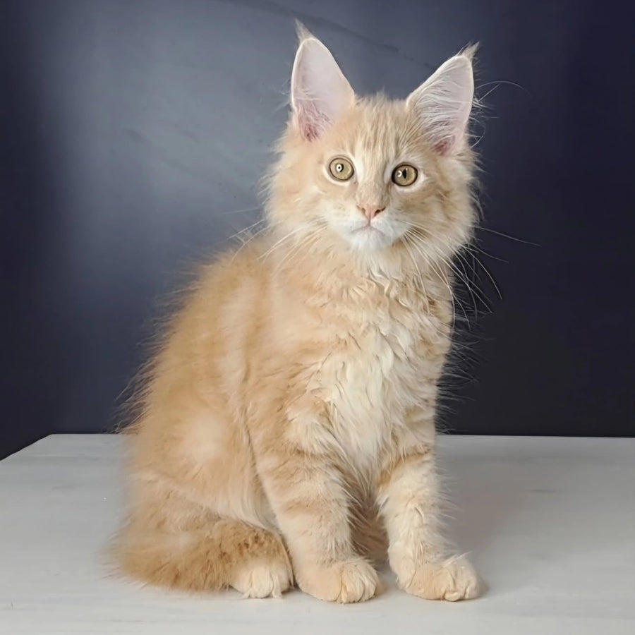 Nemo Maine Coon male, red tabby
