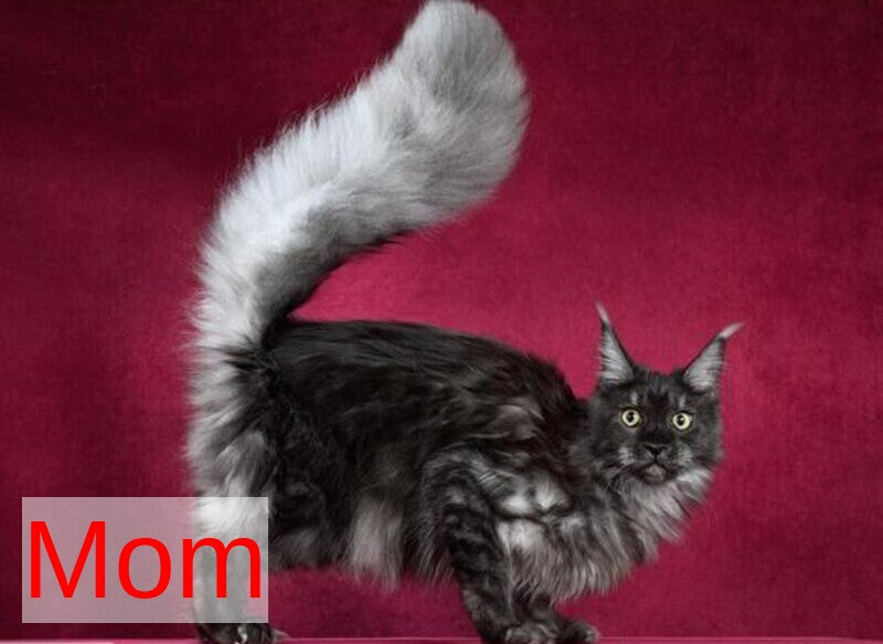 Sheila Maine Coon female, blue silver