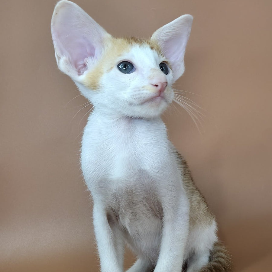 Kronos Oriental Shorthair male, red bicolour spotted tabby