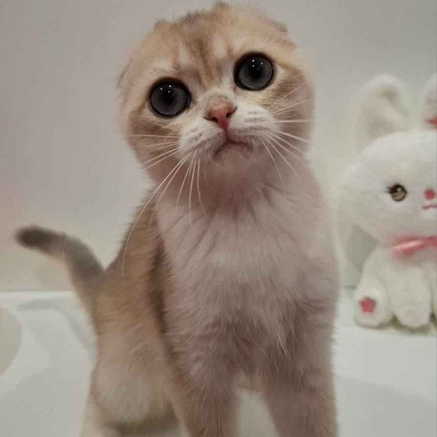 Xavier Scottish Fold male, blue golden chinchilla
