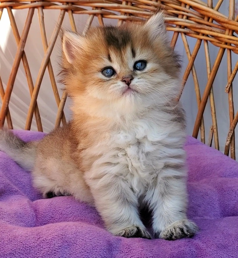 Zeus British Longhair male black golden ticked tabby - live animals