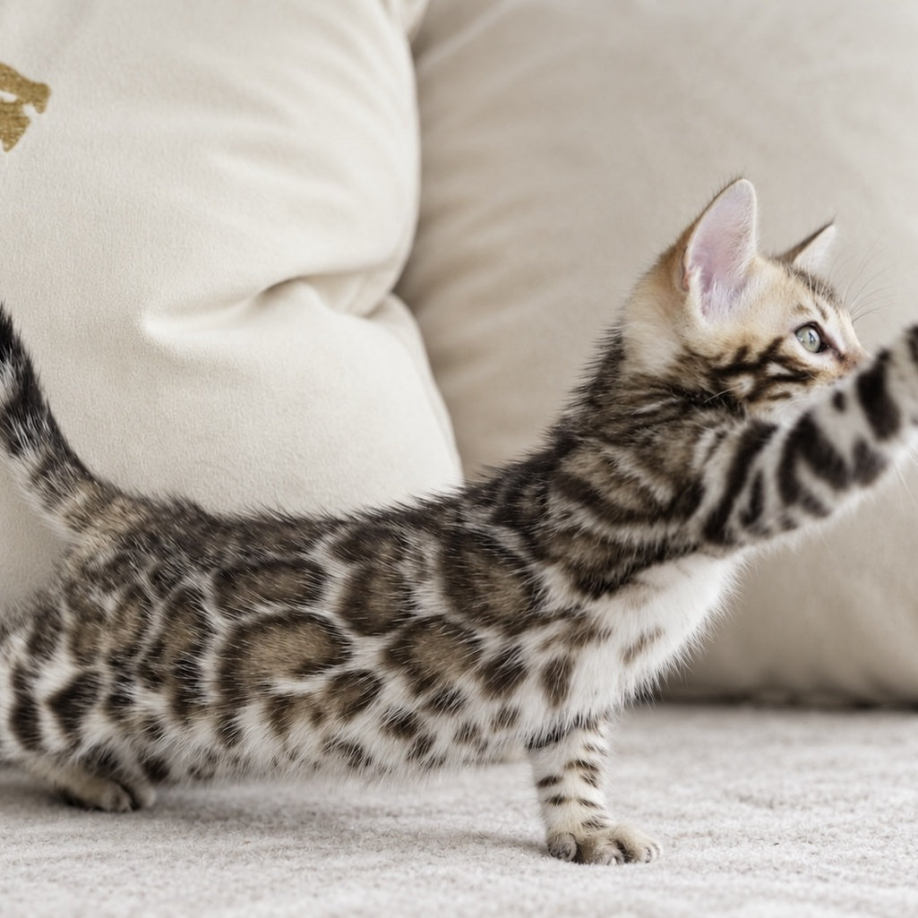 Armani Bengal male, black spotted tabby pointed