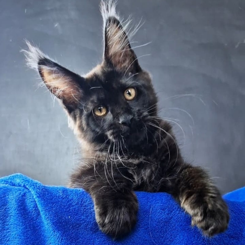 Kira Loren Maine Coon female, black