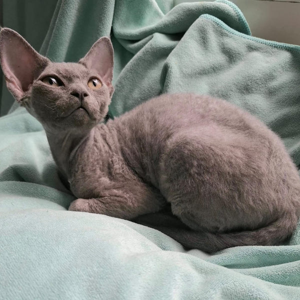 Filip Devon Rex male, blue