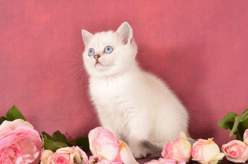 Olesya Scottish Straight female, black silver shaded pointed