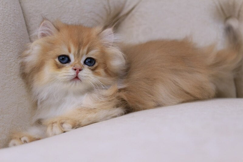 Quantum British Longhair male, black golden chinchilla