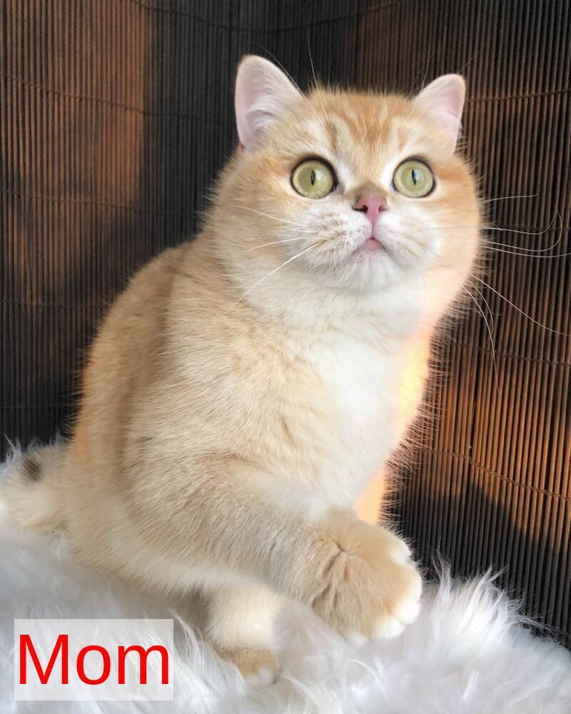 Wishenka British Shorthair female black golden ticked tabby - live animals