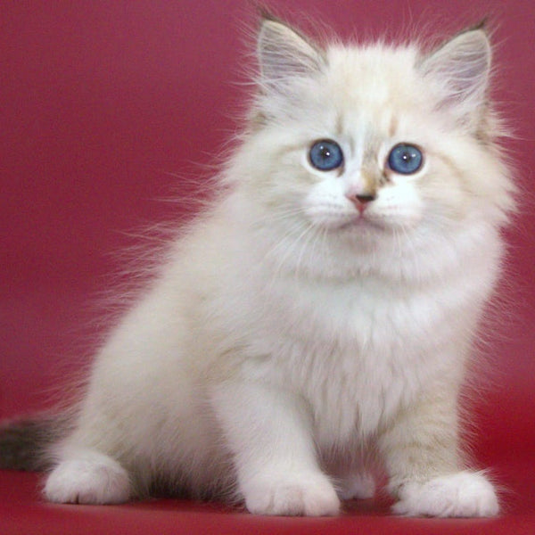 Georgina Siberian female, black with white tabby pointed