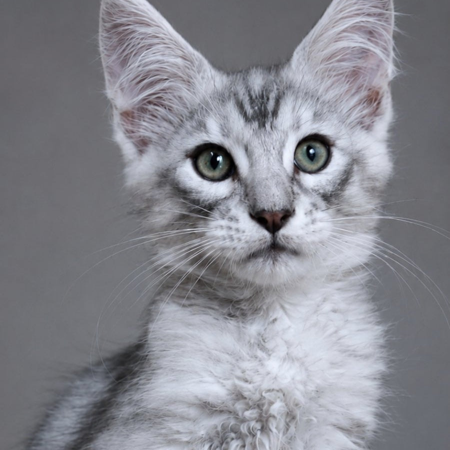 Lux Ashton Maine Coon male, blue silver tabby