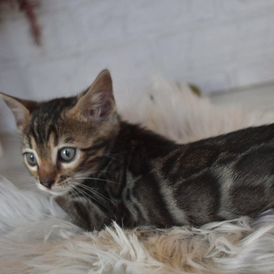 Brauni Bengal male, black spotted tabby