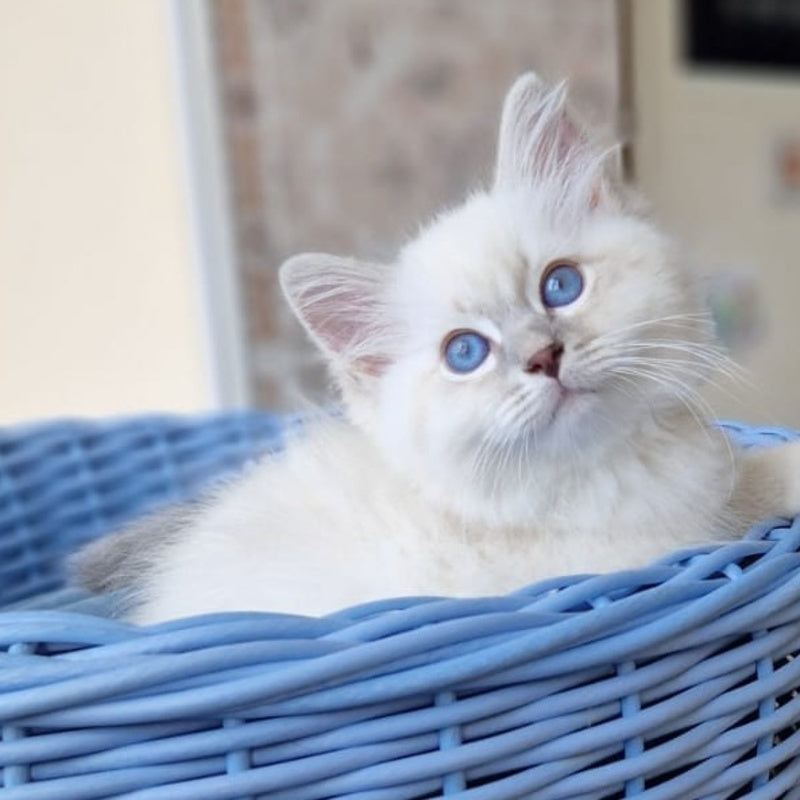 Dimas Siberian male, blue with white tabby pointed