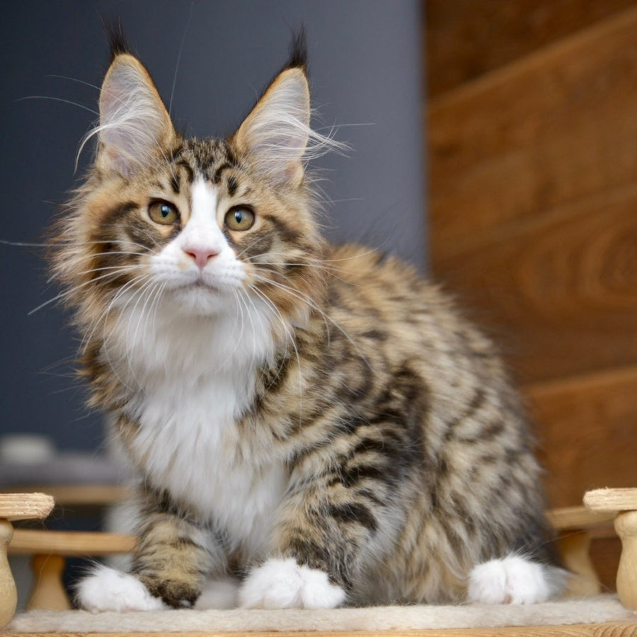 Bright Star Maine Coon male, black with white spotted tabby