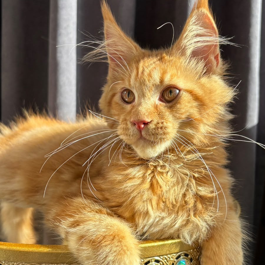 Iggy Maine Coon male, red