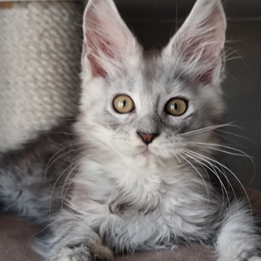 Elisa Maine Coon female, black silver tabby