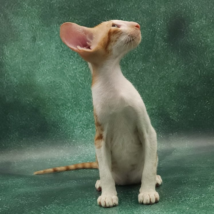 Ziggy Oriental Shorthair male, red bicolour spotted tabby