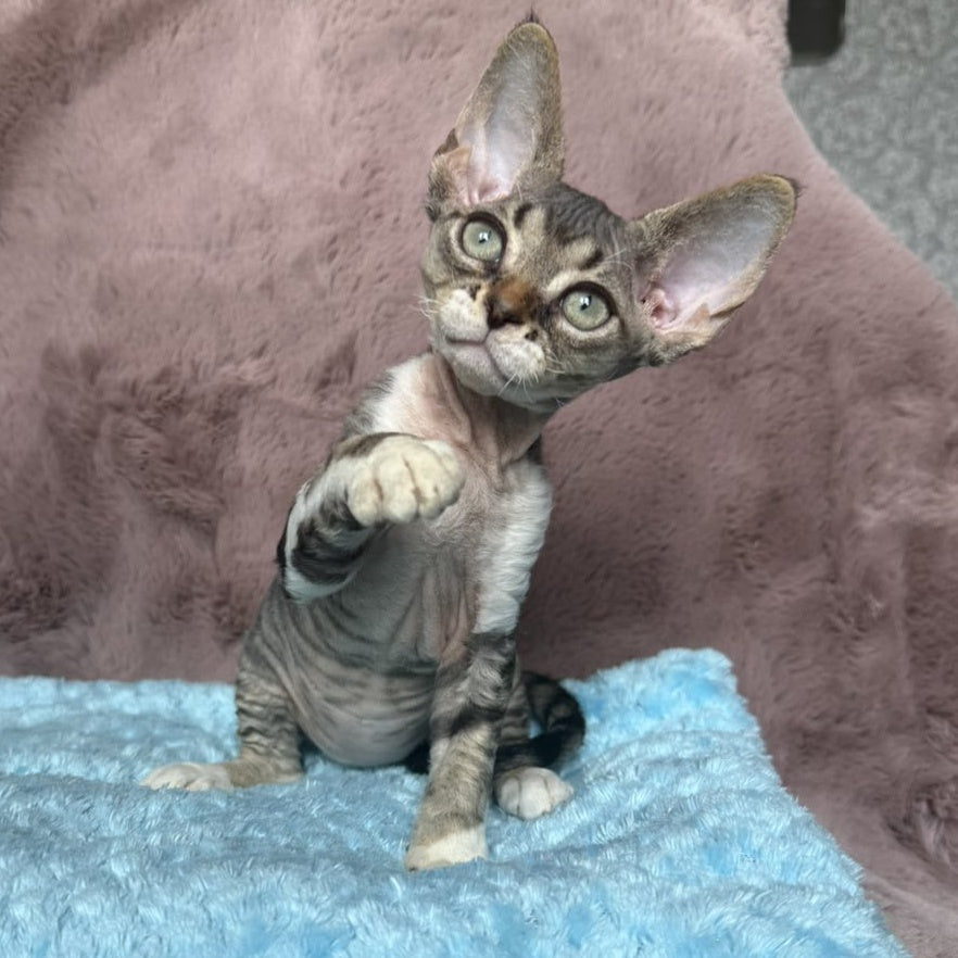 Xenon Devon Rex male, black tabby with white