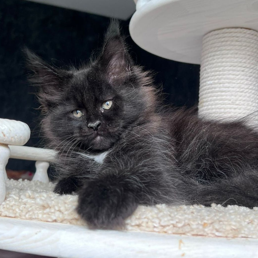 Onix Maine Coon female, black with white