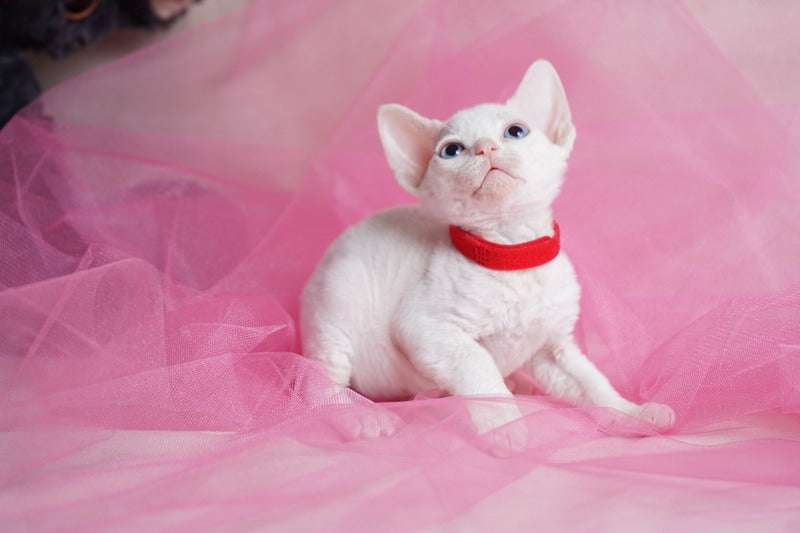 Naitiri Devon Rex female white - live animals