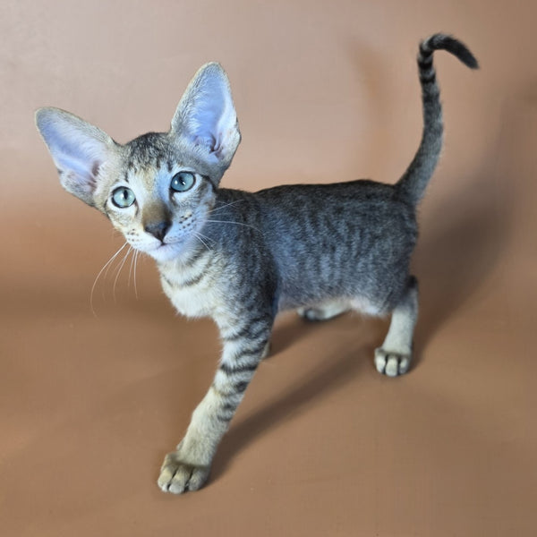 Gideon Oriental Shorthair male, black spotted tabby
