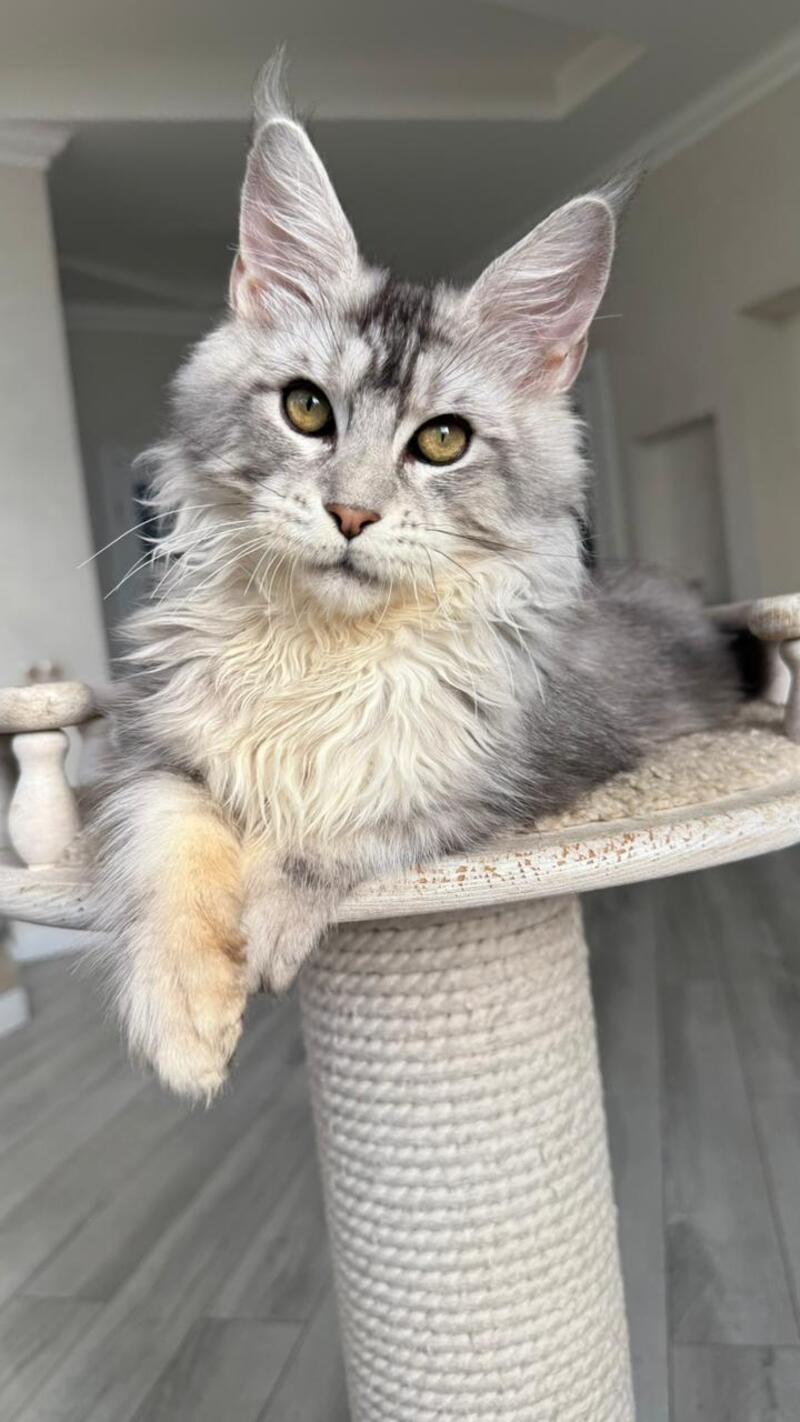 Jerry Maine Coon male, black silver ticked tabby