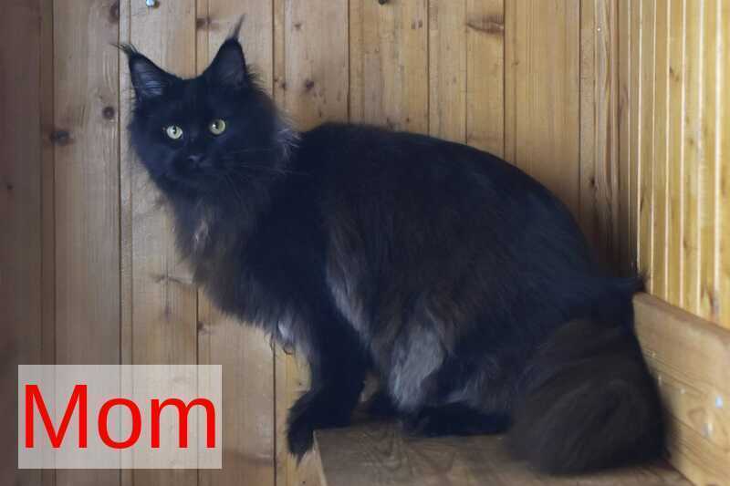 Duke Maine Coon male, black silver