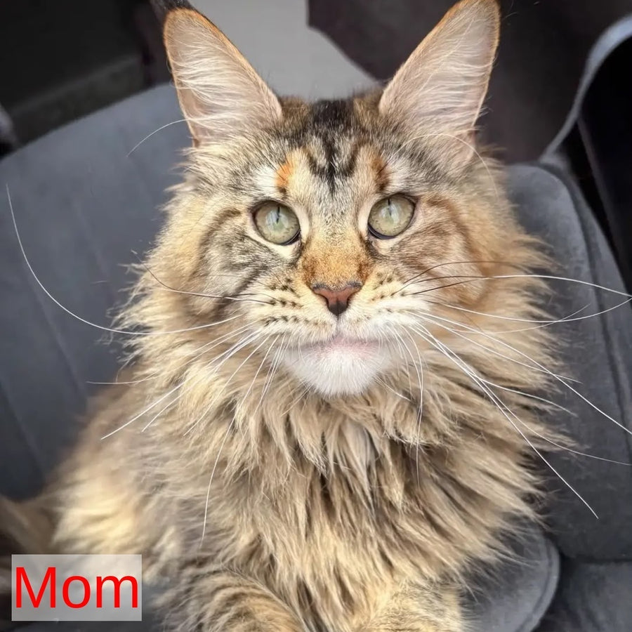 Cheese Maine Coon male, red silver