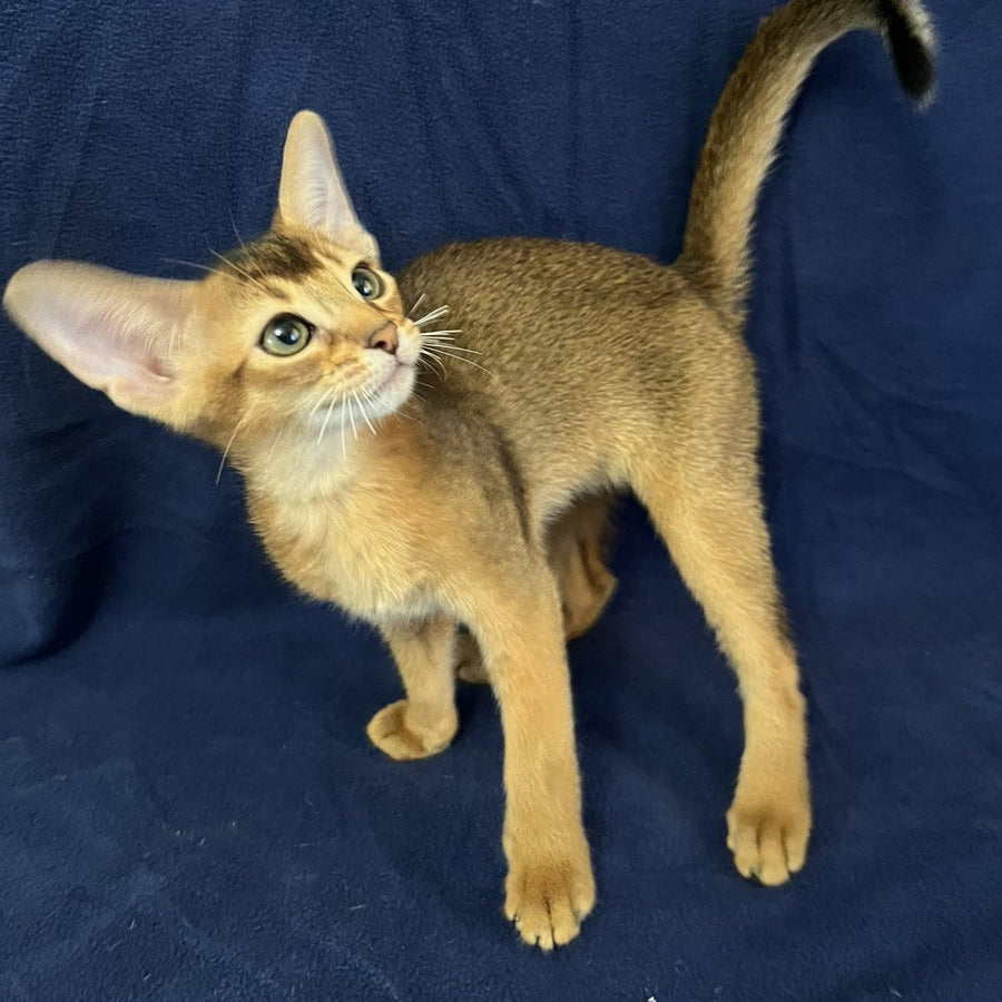 Flora Abyssinian female, black