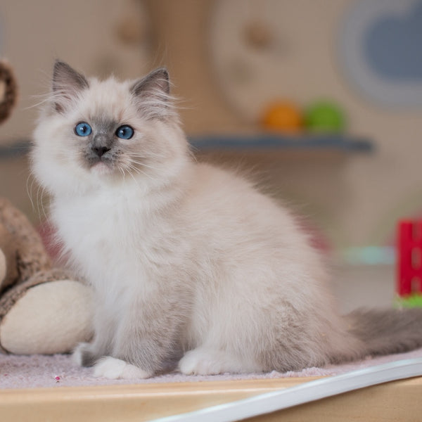 Yale Ragdoll male, blue mitted