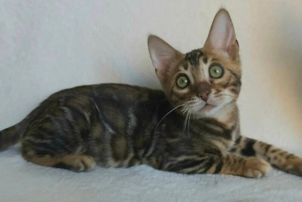 Tango Bengal male black spotted tabby - live animals