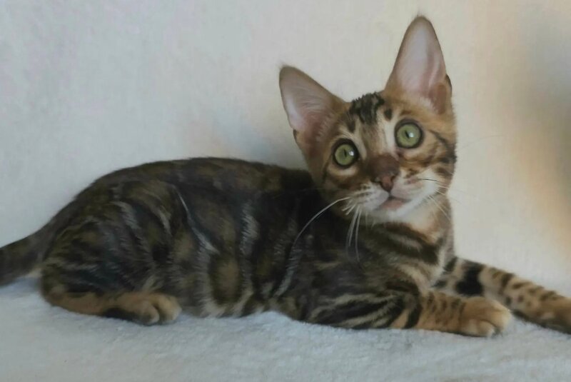Tango Bengal male black spotted tabby - live animals