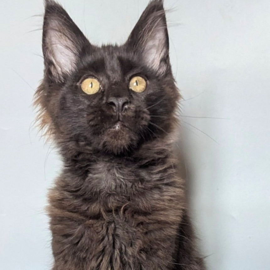 Kаssandra Maine Coon female, black