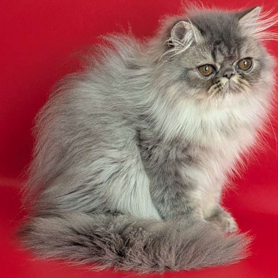 Pavlik Persian male, blue tabby