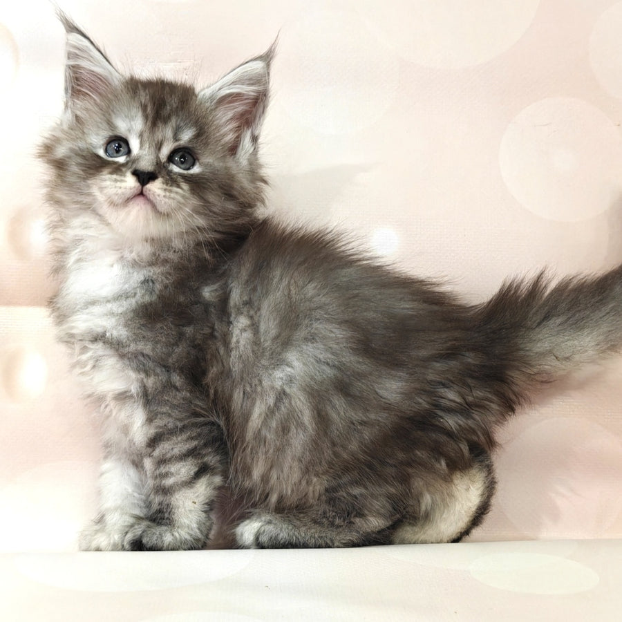 Brendan Maine Coon polydactyl 6x6x6x6 male, black silver spotted tabby