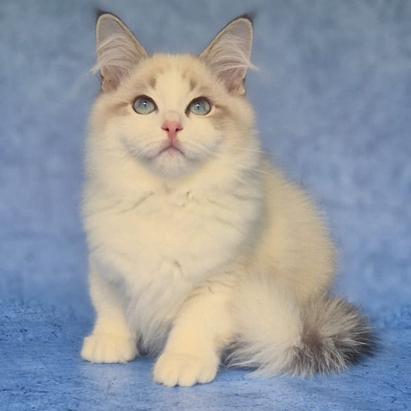 Eddie Siberian male, blue bicolour tabby pointed