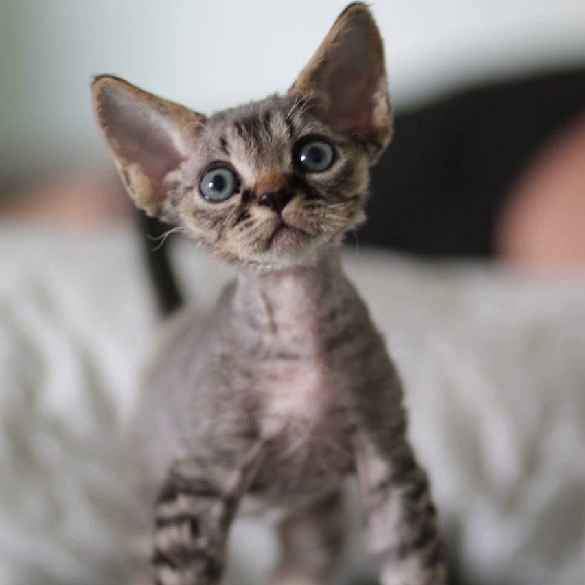 Michael Devon Rex male, black spotted tabby
